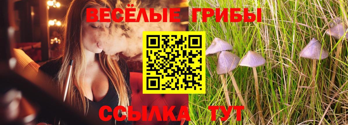 Димитровград  Псилоцибиновые грибы мицелий  Вход с VPN  Галлюциногенные грибы Psilocybe 